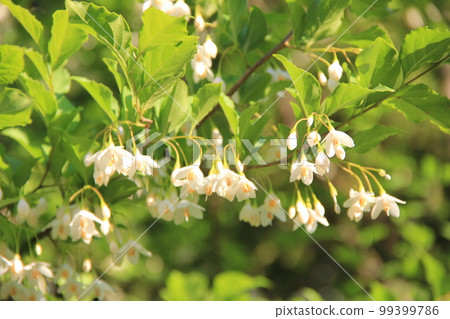 Flowers in early summer / ``Styrax'' which makes downward-facing flowers bloom Flowers in early summer / ``Styrax'' which makes downward-facing flowers bloom 99399786