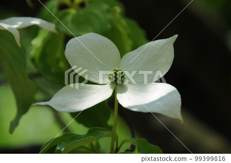 山茱萸花的特寫 山茱萸花的特寫 99399816