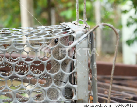 Rat in cage mousetrap, Mouse finding a way out of being confined, Trapping and control of rodents that cause dirt and may be carriers of disease, Mice try to find freedom 99400015