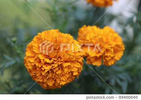 Beautiful marigold flower field with full blooming marigold Beautiful marigold flower field with full blooming marigold 99400040