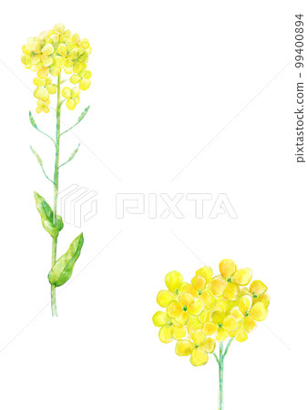 Rape blossoms Rape blossoms 99400894