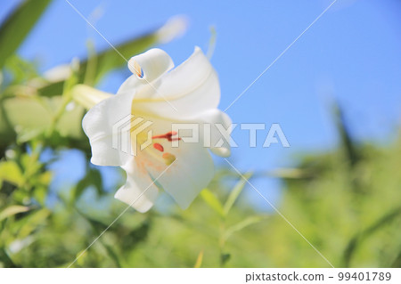 a white lily at the High Junk Peak trail 99401789