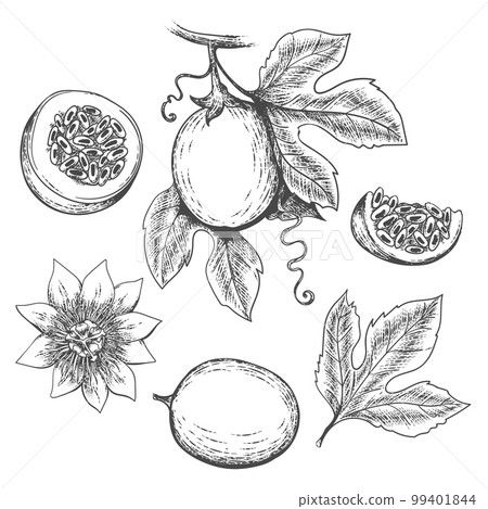 Hand drawn passion fruit 99401844