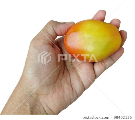 Hand Holding Fresh Tomatoes Before Cooking Hand Holding Fresh Tomatoes Before Cooking 99402136