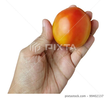 Hand Holding Fresh Tomatoes Before Cooking Hand Holding Fresh Tomatoes Before Cooking 99402137