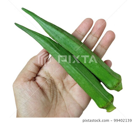 Hand Holding Fresh Okra Before Cooking 99402139