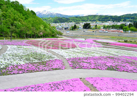 盛開的苔蘚福祿考公園和殘雪的越後三山 99402294