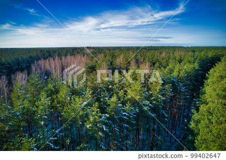 Drone aerial shot of green pine forests and spring birch groves with beautiful texture of golden treetops. Sunrise in springtime. Sun rays breaking through trees in mountains in golden time Drone aerial shot of green pine forests and spring birch groves with beautiful texture of golden treetops. Sunrise in springtime. Sun rays breaking through trees in mountains in golden time 99402647