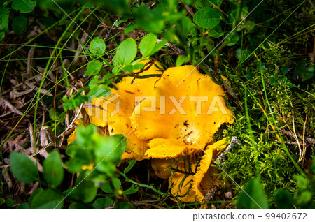 Close up of fresh golden chanterelles in moss wood dirt in forest vegetation. Group of yellow cap edible mushrooms growing among trees in Sweden. Nature scenery of autumn ground, outdoor nature 99402672
