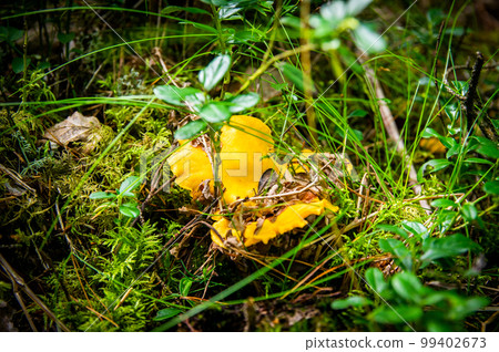 Close up of fresh golden chanterelles in moss wood dirt in forest vegetation. Group of yellow cap edible mushrooms growing among trees in Sweden. Nature scenery of autumn ground, outdoor nature 99402673