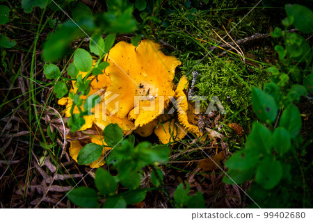 Close up of fresh golden chanterelles in moss wood dirt in forest vegetation. Group of yellow cap edible mushrooms growing among trees in Sweden. Nature scenery of autumn ground, outdoor nature Close up of fresh golden chanterelles in moss wood dirt in forest vegetation. Group of yellow cap edible mushrooms growing among trees in Sweden. Nature scenery of autumn ground, outdoor nature 99402680
