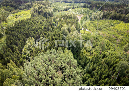 Drone aerial shot of green pine forests and spring birch groves with beautiful texture of golden treetops. Sunrise in springtime. Sun rays breaking through trees in mountains in golden time 99402701