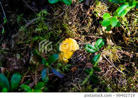 Close up of fresh golden chanterelles in moss wood dirt in forest vegetation. Group of yellow cap edible mushrooms growing among trees in Sweden. Nature scenery of autumn ground, outdoor nature 99402719