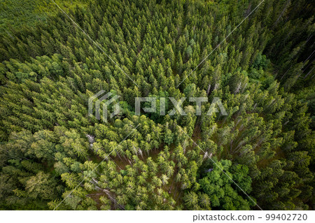 Drone aerial shot of green pine forests and spring birch groves with beautiful texture of golden treetops. Sunrise in springtime. Sun rays breaking through trees in mountains in golden time 99402720