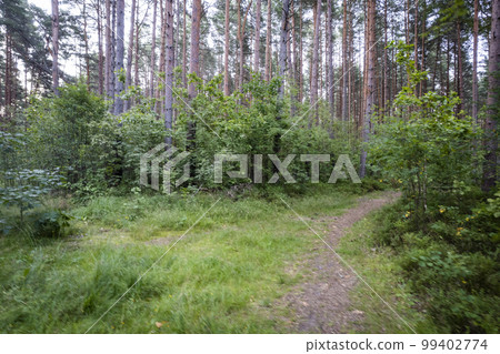 Drone aerial shot of green pine forests and spring birch groves with beautiful texture of golden treetops. Sunrise in springtime. Sun rays breaking through trees in mountains in golden time Drone aerial shot of green pine forests and spring birch groves with beautiful texture of golden treetops. Sunrise in springtime. Sun rays breaking through trees in mountains in golden time 99402774