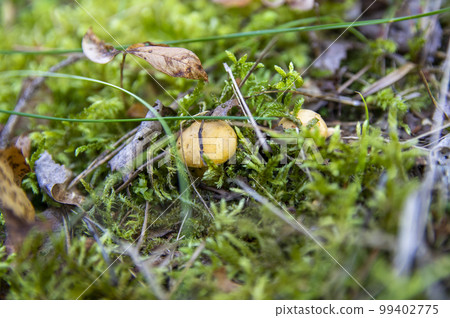 Close up of fresh golden chanterelles in moss wood dirt in forest vegetation. Group of yellow cap edible mushrooms growing among trees in Sweden. Nature scenery of autumn ground, outdoor nature Close up of fresh golden chanterelles in moss wood dirt in forest vegetation. Group of yellow cap edible mushrooms growing among trees in Sweden. Nature scenery of autumn ground, outdoor nature 99402775