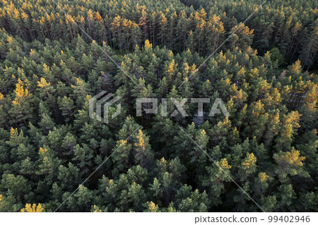 Drone aerial shot of green pine forests and spring birch groves with beautiful texture of golden treetops. Sunrise in springtime. Sun rays breaking through trees in mountains in golden time Drone aerial shot of green pine forests and spring birch groves with beautiful texture of golden treetops. Sunrise in springtime. Sun rays breaking through trees in mountains in golden time 99402946