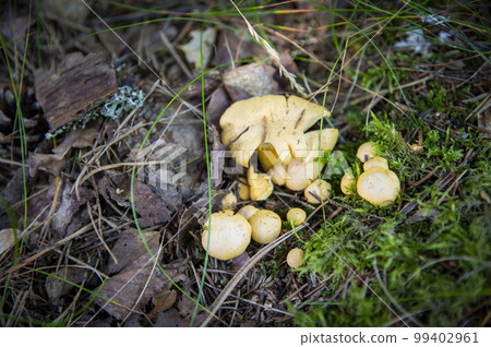 Close up of fresh golden chanterelles in moss wood dirt in forest vegetation. Group of yellow cap edible mushrooms growing among trees in Sweden. Nature scenery of autumn ground, outdoor nature Close up of fresh golden chanterelles in moss wood dirt in forest vegetation. Group of yellow cap edible mushrooms growing among trees in Sweden. Nature scenery of autumn ground, outdoor nature 99402961