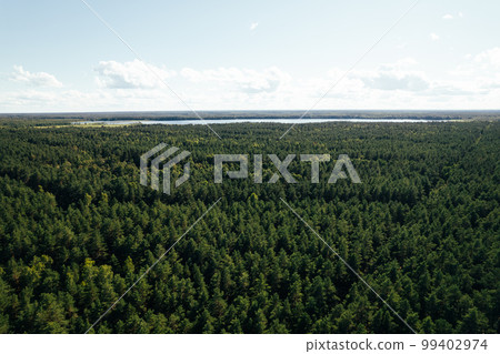 Drone aerial shot of green pine forests and spring birch groves with beautiful texture of golden treetops. Sunrise in springtime. Sun rays breaking through trees in mountains in golden time 99402974
