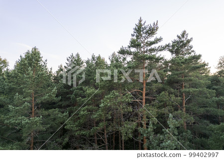 Drone aerial shot of green pine forests and spring birch groves with beautiful texture of golden treetops. Sunrise in springtime. Sun rays breaking through trees in mountains in golden time 99402997