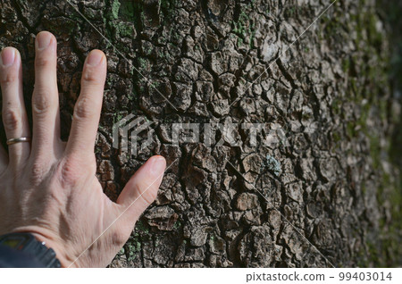 A hand touching the bark of a tab tree 99403014