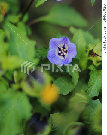 black hozuki flower 99403020