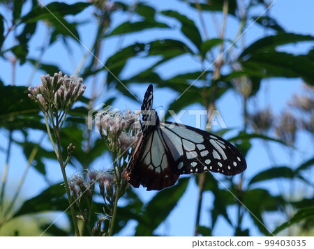 chestnut tiger butterfly butterfly 99403035