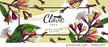 Decorative banner with hand drawn colorful clove spices sketch style 99403267