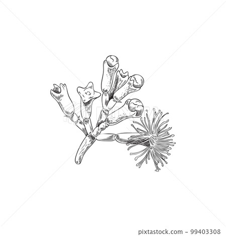 Clove Plant Drawing
