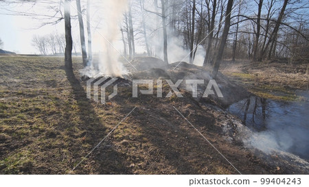 Burning dry grass in the forest belt near the road. 99404243