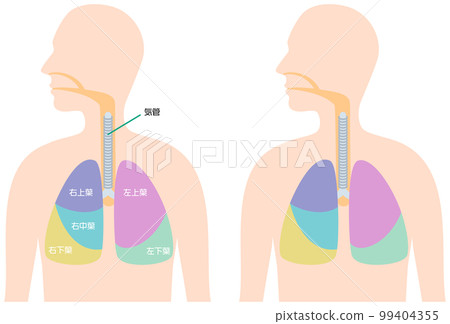 肺的節段解剖 肺的節段解剖 99404355