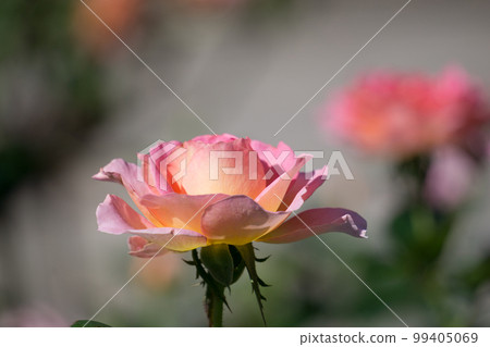 A single pink rose pink paradise 6 99405069