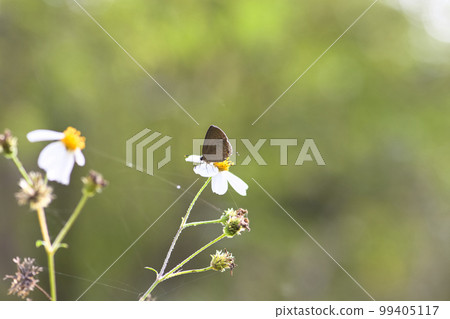 butterfly and white flower 99405117