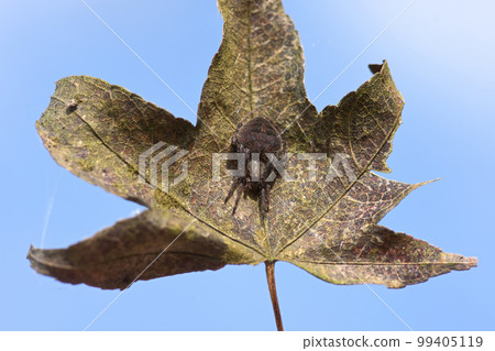 spiders and dead leaves 99405119