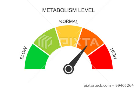 Metabolism meter dashboard with arrow. Metabolic levels from slow to high. Chart of rate which body converts foods and drinks into energy. Vector flat illustration Metabolism meter dashboard with arrow. Metabolic levels from slow to high. Chart of rate which body converts foods and drinks into energy. Vector flat illustration 99405264