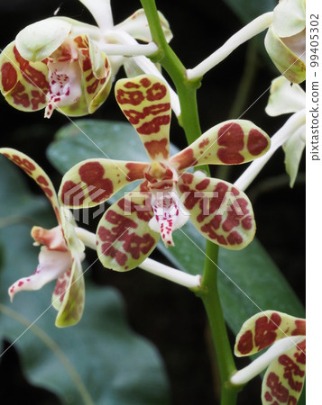 Iriomoteran (Nyumenran) 花 Trichoglottis ionosma 99405302
