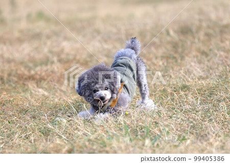 玩具貴賓犬在春天的草地上玩耍 玩具貴賓犬在春天的草地上玩耍 99405386