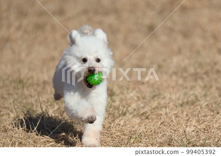 跑在春天草甸的玩具貴賓犬 跑在春天草甸的玩具貴賓犬 99405392