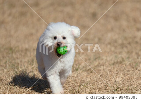 跑在春天草甸的玩具貴賓犬 跑在春天草甸的玩具貴賓犬 99405393