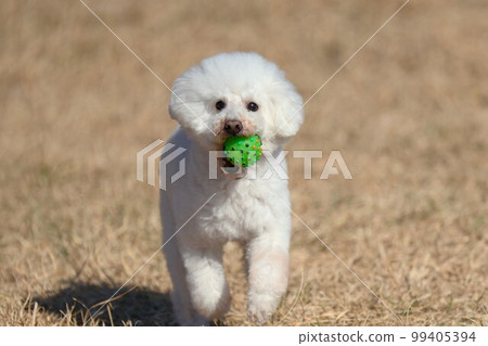 跑在春天草甸的玩具貴賓犬 99405394