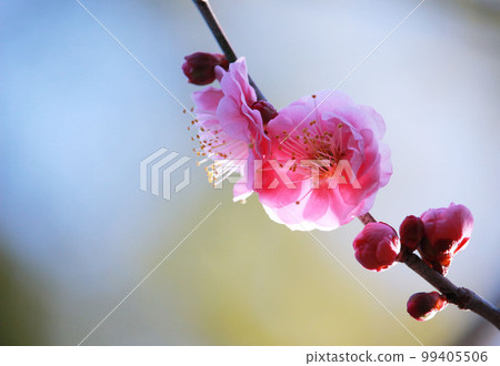 Plum blossom  99405506