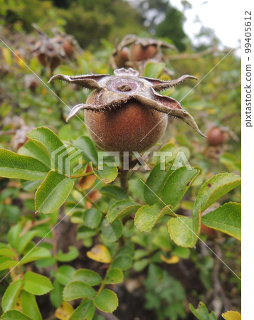 kakayan rose fruit kakayan rose fruit 99405612