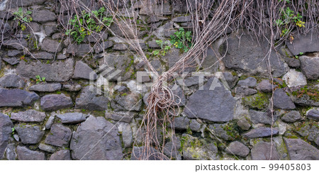 texture of stone wall. grunge background with moss 99405803