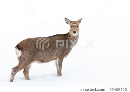 Hokkaido Takinoue-cho, female ezo deer walking in the snow field [January] 99406320