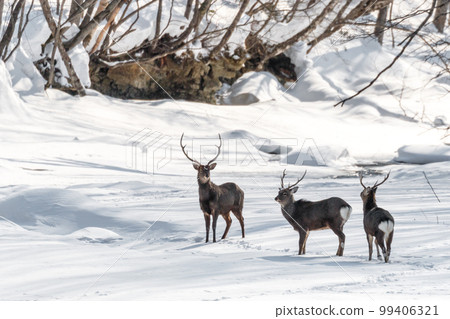 A male Yezo deer walks along the snow-covered Muri River in Engaru, Hokkaido [January] 99406321