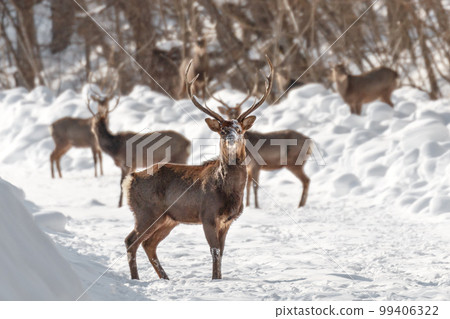 北海道 Engaru 的一群公鹿阻塞了一條林間道路 [1 月] 99406322