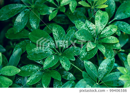Green dwarf umbrella tree (Heptapleurum arboricola), Evergreen houseplant 99406386