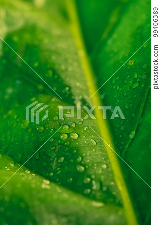 Fresh green elephant ear plant with water drop, Nature texture background Fresh green elephant ear plant with water drop, Nature texture background 99406389