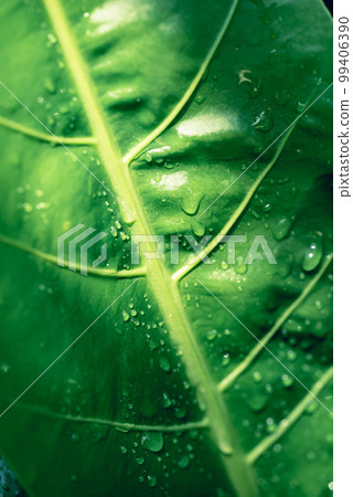 Fresh green elephant ear plant with water drop, Nature texture background 99406390