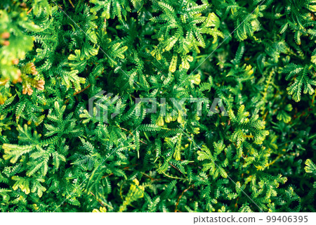 Green Selaginella, spikemoss or lesser clubmoss, Fresh leaf nature texture background Green Selaginella, spikemoss or lesser clubmoss, Fresh leaf nature texture background 99406395